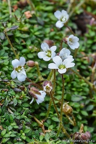 Arenaria balearica