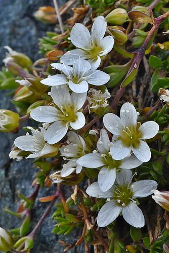 Arenaria ciliata