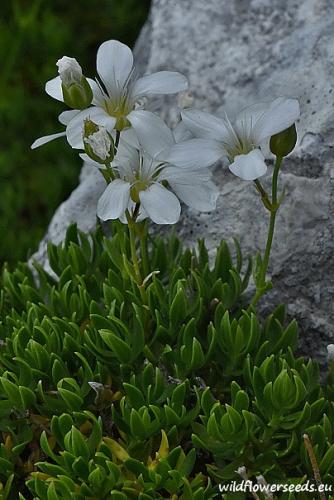 Arenaria gracilis