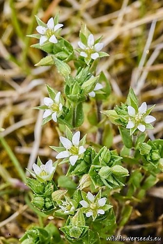 Arenaria serpyllifolia