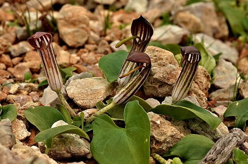 Arisarum vulgare