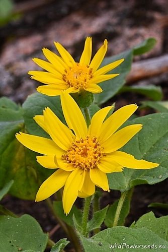 Arnica cordifolia