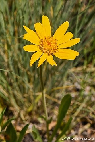 Arnica sororia