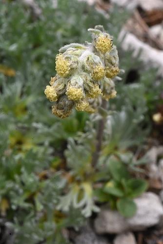 Artemisia petrosa subsp. carpatica
