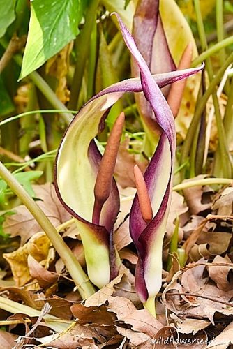 Arum concinnatum