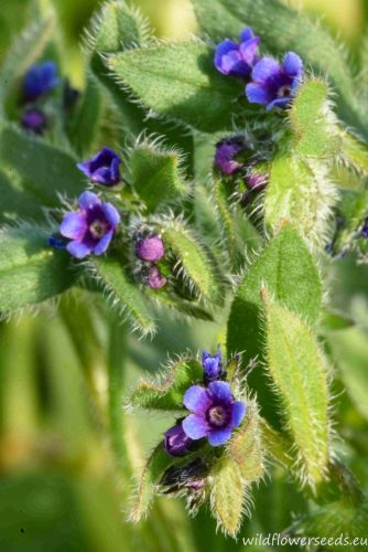 Asperugo procumbens