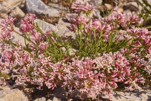 Asperula aristata