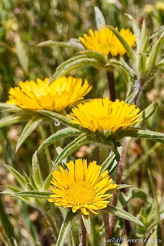 Asteriscus spinosus