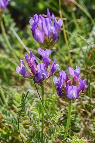 Astragalus danicus