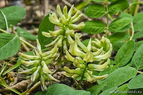 Astragalus glycyphyllos