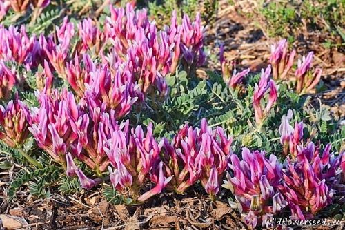 Astragalus monspessulanus