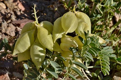 Astragalus pehuenches