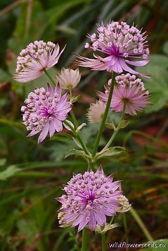 Astrantia major