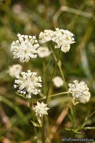 Astrantia minor