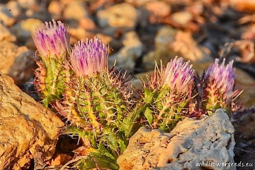Atractylis cancellata
