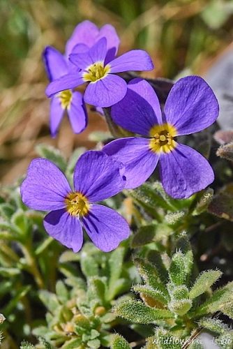 Aubrieta deltoidea
