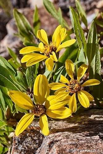 Austroflourensia tortuosa