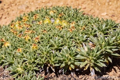 Azorella monantha