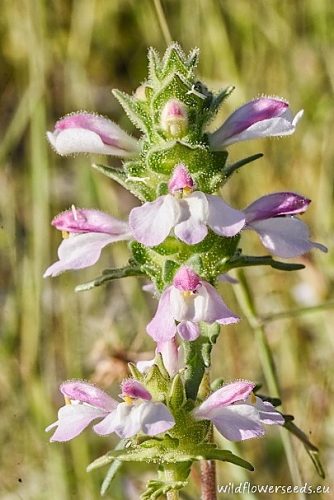 Bellardia trixago