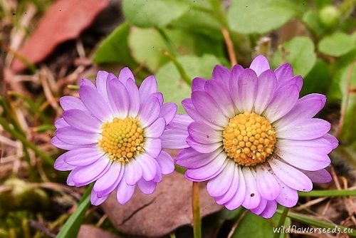 Bellis annua II