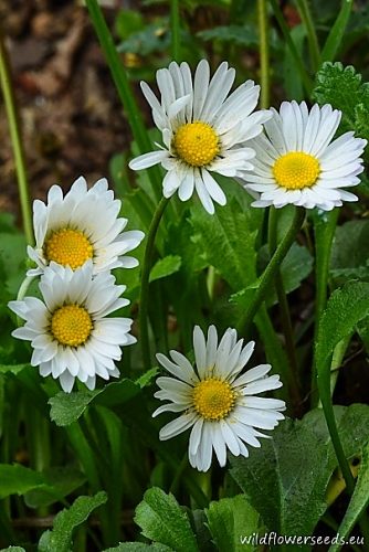 Bellis margaritifolia