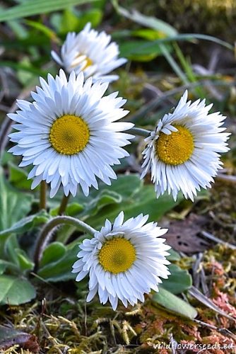 Bellis sylvestris