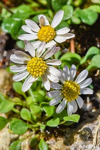 Bellium bellidioides