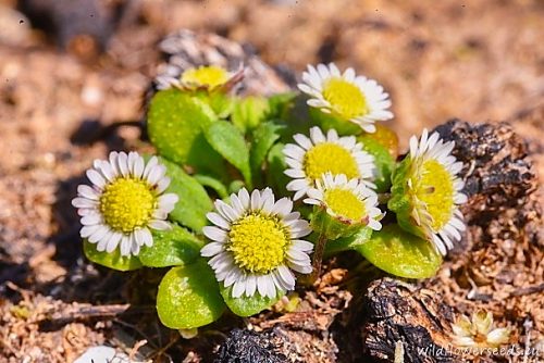 Bellium minutum