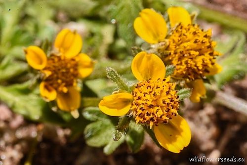 Bidens mandonii