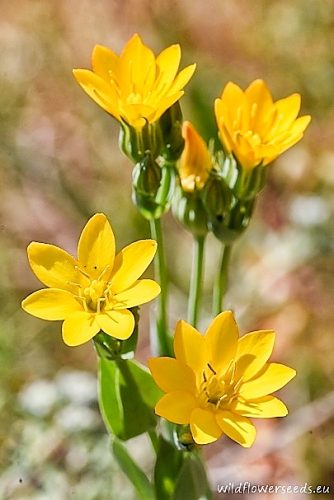 Blackstonia perfoliata