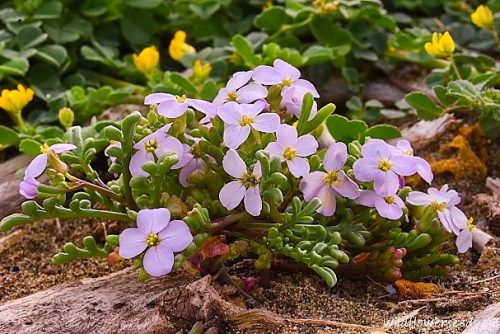 Cakile maritima