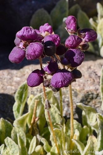 Calceolaria arachnoidea