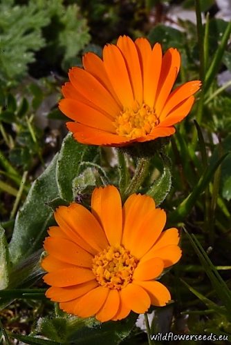 Calendula arvensis