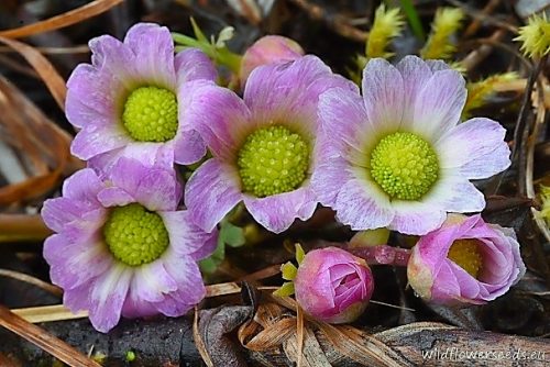 Callianthemum anemonoides