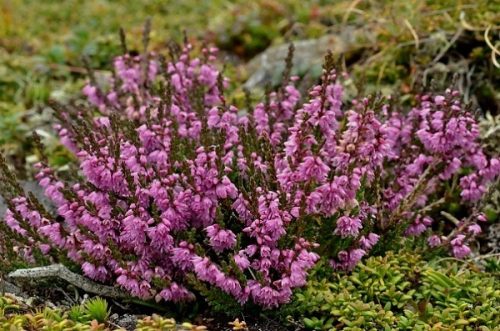 Calluna vulgaris