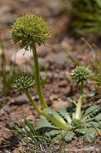 Calycera herbacea