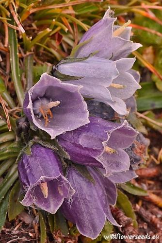 Campanula alpina var. bucegiensis