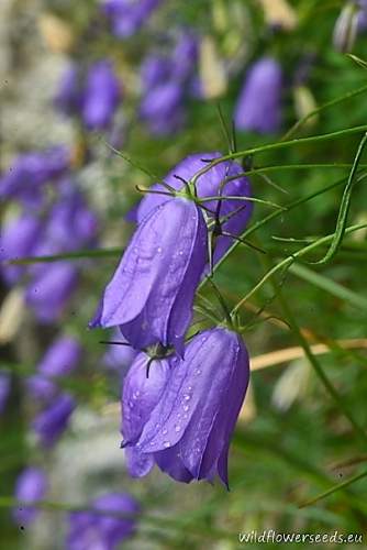 Campanula carnica