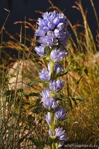 Campanula cervicaria