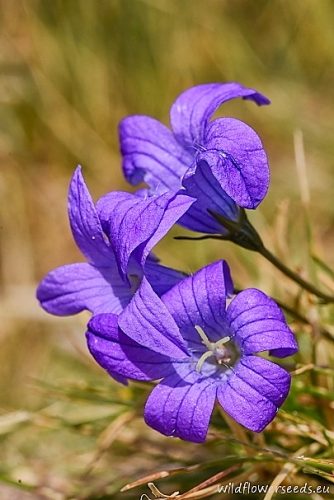 Campanula epigaea