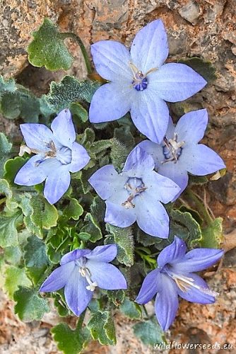 Campanula fragilis