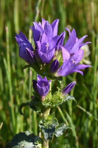 Campanula glomerata