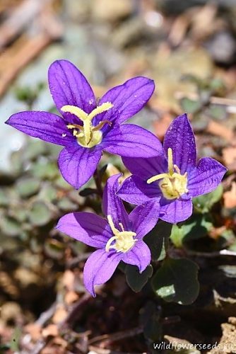 Campanula hawkinsiana