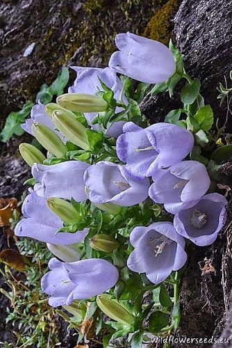 Campanula incurva