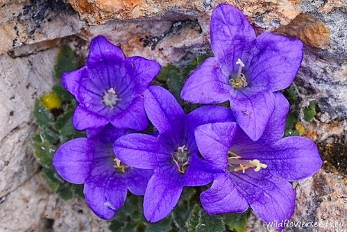 Campanula morettiana