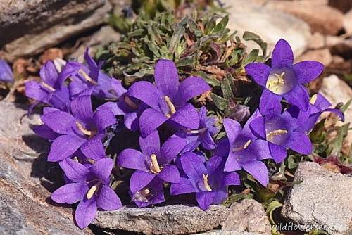 Campanula orphanidea