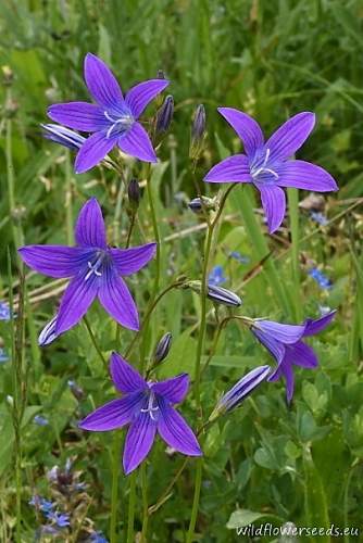 Campanula patula