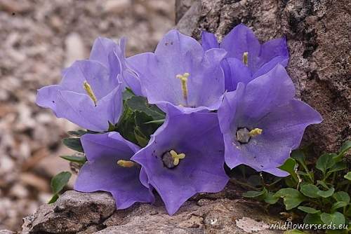 Campanula raineri