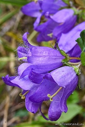 Campanula trachelium