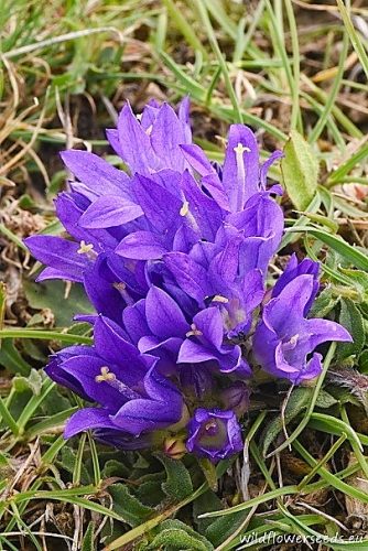 Campanula tymphaea